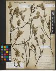 Foto von Salix repens subsp. repens L.